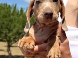 Sosis Dachshund