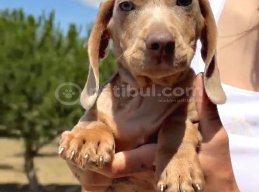 Sosis Dachshund