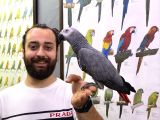 100 KELİME KONUŞAN FULL EVCİL GEVEZE JAKO