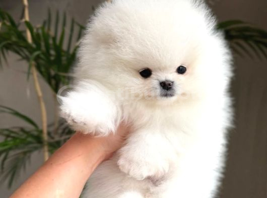 Orjinal Pomeranian Boo