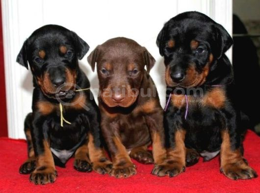 Veteri̇ner Kli̇ni̇ği̇nde Tesli̇m Doberman Bebekler görsel