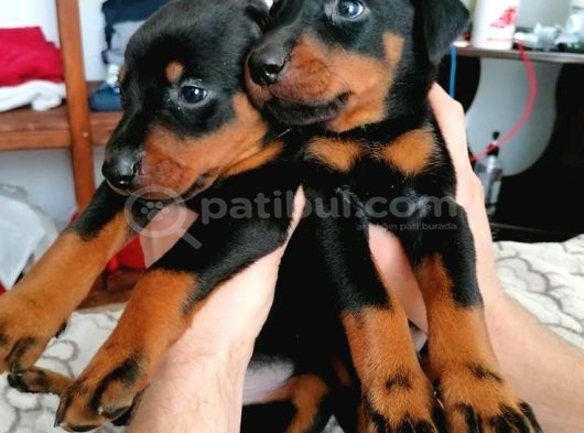 Veteri̇ner Kli̇ni̇ği̇nde Tesli̇m Doberman Bebekler görsel