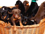 VETERİNER KLİNİĞİNDE TESLİM DOBERMAN BEBEKLER