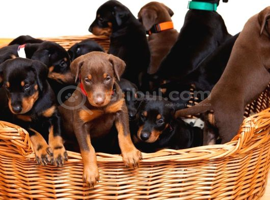 VETERİNER KLİNİĞİNDE TESLİM DOBERMAN BEBEKLER
