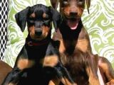 Veteri̇ner Kli̇ni̇ği̇nde Tesli̇m Doberman Bebekler