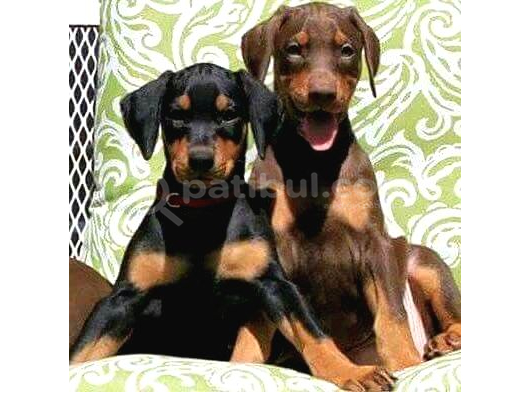 Veteri̇ner Kli̇ni̇ği̇nde Tesli̇m Doberman Bebekler görsel