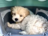 3 Aylık Erkek Maltipoo Mersin