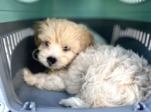 3 Aylık Erkek Maltipoo Mersin görsel