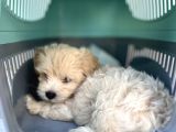 3 Aylık Erkek Maltipoo Mersin