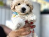 3 Aylık Erkek Maltipoo Mersin
