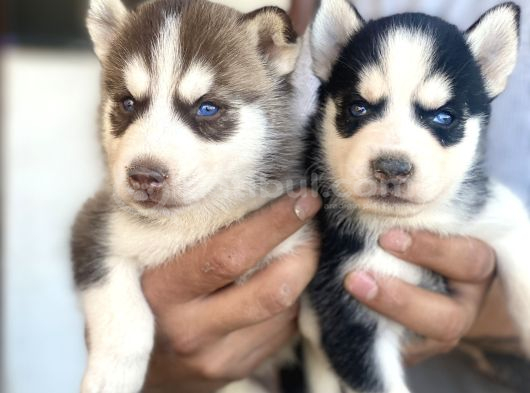 GERÇEK SİBİRYA KURDU ARAYANLARA KALİTE