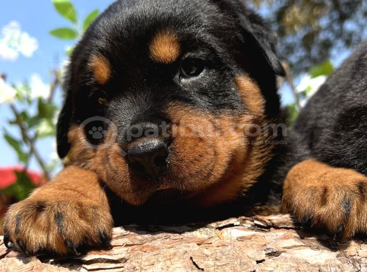 Secereli Soy Heybetli Rottweiler Yavrular