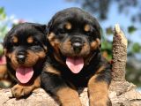 Secereli Soy Heybetli Rottweiler Yavrular