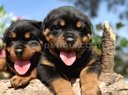 Secereli Soy Heybetli Rottweiler Yavrular görsel