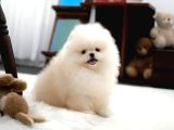 En Mini Boy Pomeranian Boo Yavrularımız