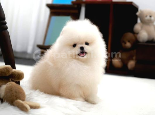 En Mini Boy Pomeranian Boo Yavrularımız
