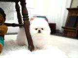 En Mini Boy Pomeranian Boo Yavrularımız