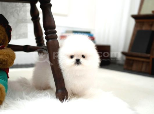 En Mini Boy Pomeranian Boo Yavrularımız görsel