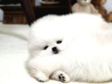 En Mini Boy Pomeranian Boo Yavrularımız