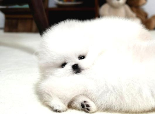 En Mini Boy Pomeranian Boo Yavrularımız görsel