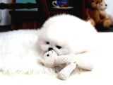 En Mini Boy Pomeranian Boo Yavrularımız