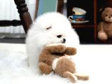 En Mini Boy Pomeranian Boo Yavrularımız
