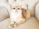 Safkan Show Kalite British Shorthair Kısa Tüylü Yavru Hazır