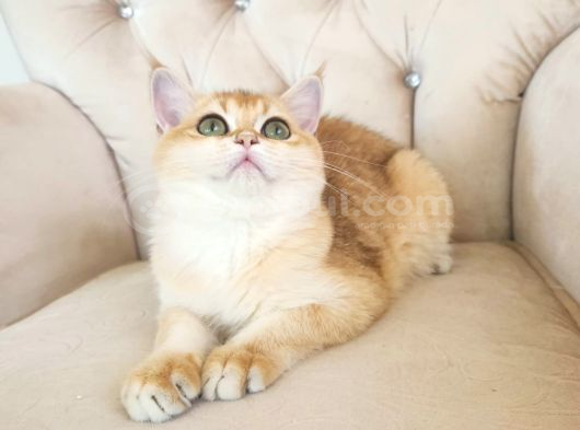 Safkan Show Kalite British Shorthair Kısa Tüylü Yavru Hazır