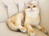 Safkan Show Kalite British Shorthair Kısa Tüylü Yavru Hazır