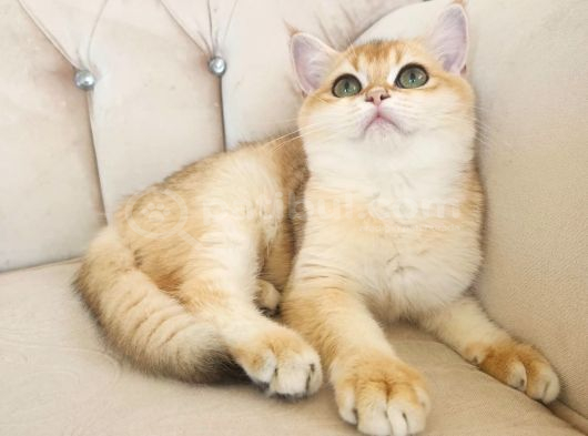 Safkan Show Kalite British Shorthair Kısa Tüylü Yavru Hazır görsel