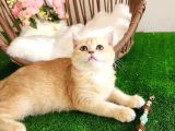 Safkan Show Kalite British Shorthair Kısa Tüylü Yavru Hazır