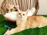 Safkan Show Kalite British Shorthair Kısa Tüylü Yavru Hazır