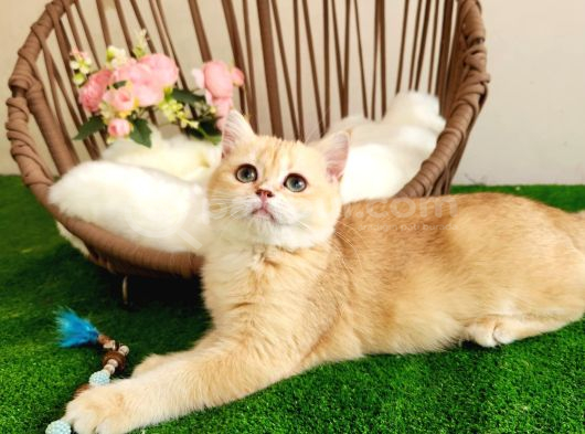 Safkan Show Kalite British Shorthair Kısa Tüylü Yavru Hazır görsel