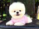 Orjinal Pomeranian Boo