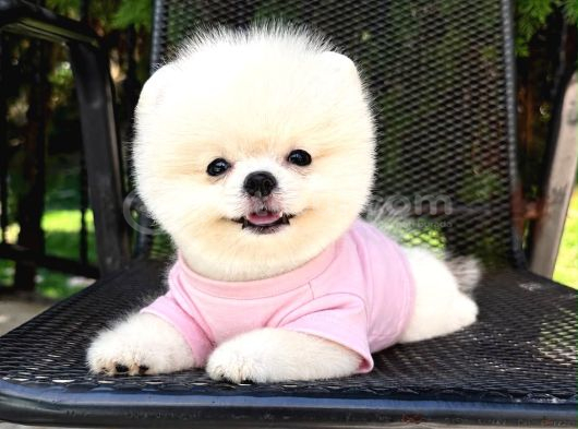 Orjinal Pomeranian Boo görsel