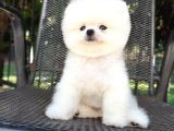 Orjinal Pomeranian Boo