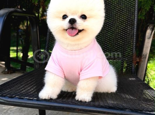 Orjinal Pomeranian Boo