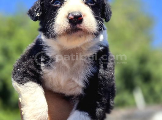 Border Collie Yavruları görsel