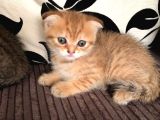 Golden Tatlı Sevimli Eğik Kulaklı Yavrularım