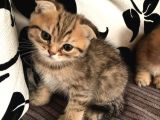 Golden Tatlı Sevimli Eğik Kulaklı Yavrularım