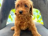Son Yavrular Di̇şi̇ Ve Erkek Toy Poodle Aşili