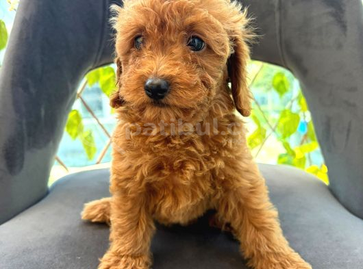 Son Yavrular Di̇şi̇ Ve Erkek Toy Poodle Aşili görsel
