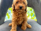 SON YAVRULAR DİŞİ VE ERKEK TOY POODLE AŞILI
