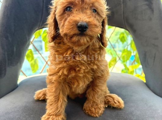 SON YAVRULAR DİŞİ VE ERKEK TOY POODLE AŞILI