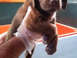 Üreti̇ci̇den A Plus Kali̇te Labrador Yavrular