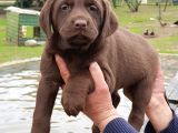 Üreti̇ci̇den A Plus Kali̇te Labrador Yavrular