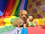 İNANILMAZ GÜZELLİKTE MALTİPOO YAVRULAR