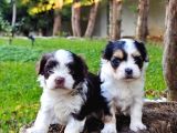 Orjinal neşe kaynağı morkie