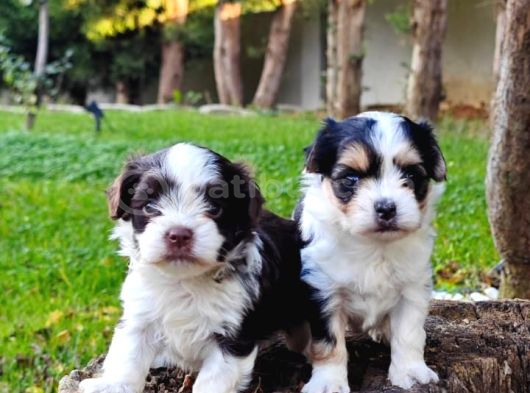 Orjinal neşe kaynağı morkie