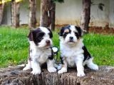 Orjinal Neşe Kaynağı Morkie